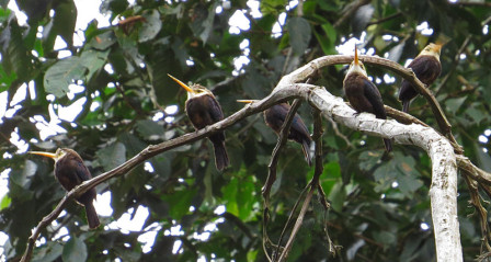 White-throated Jacamar is scarcer, and family groups prefer small clearings around tree falls in the forest.