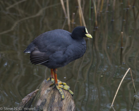 &hellip;as are three species of coots, including Red-gartered&hellip;