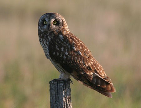...and, with luck, Short-eared Owl.