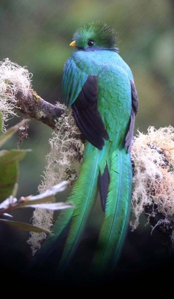 ...and where fruiting wild avocados occur, we'll look for Resplendent Quetzal.