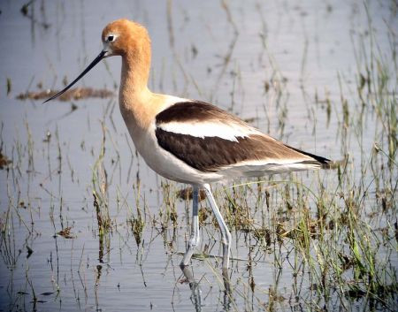 ...this intent American Avocet, just one of the thousands of birds in the thriving marshes.