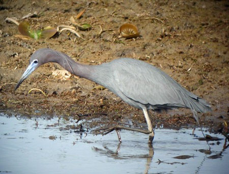 ...and the nearby marshes have a variety of waterbirds, sometimes including scarce species, like this adult Little Blue Heron.
