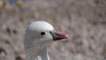 ...the dainty Ross's Goose...