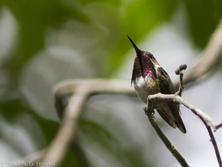 ...and perhaps the tiny Bumblebee Hummingbird.