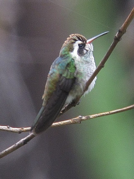 ...and White-eared Hummingbird, among many others.
