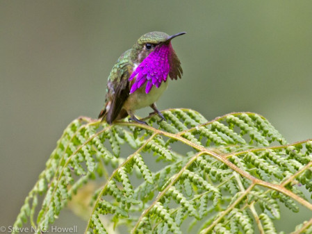 Hummingbirds range from the tiny Wine-throated Hummingbird...