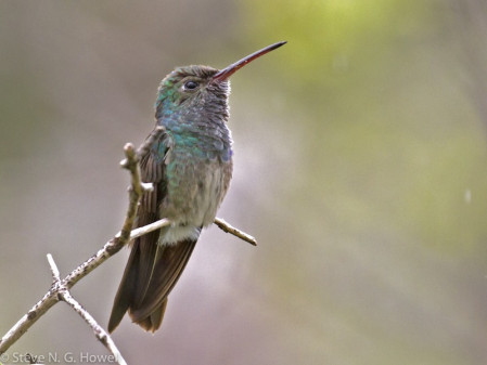 ...home to the endemic and very local Honduran Emerald.