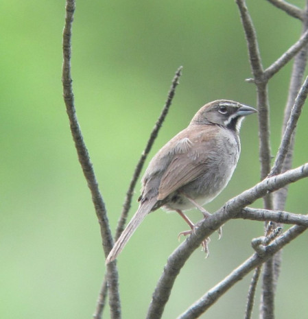...Five-striped Sparrow found in the U.S. in only in a few southeast Arizona canyons...