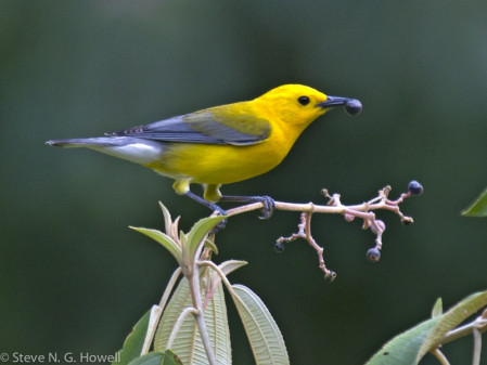 ...and the stunning Prothonotary Warbler, which holds its own amid many tropical competitors.