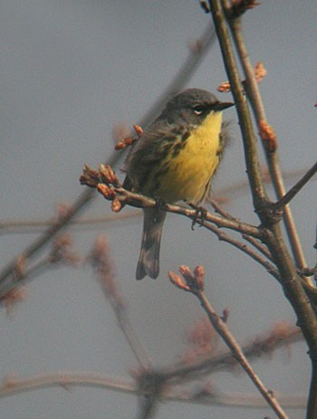 On our final day we'll spend the morning searching for the endangered Kirtland's Warbler.....