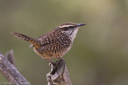 ...Spotted Wren...  