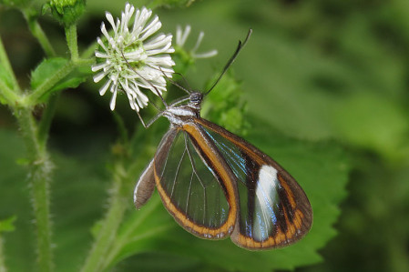 There are many confusing species of clearwing butterflies that flit in the forest understory.               
