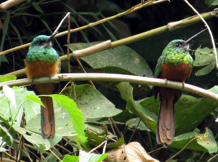 Bluish-fronted Jacamar is a more widespread member of the family in Peru, found in many edge habitats.