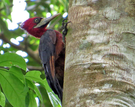 Or the impressively big Red-necked Woodpecker.