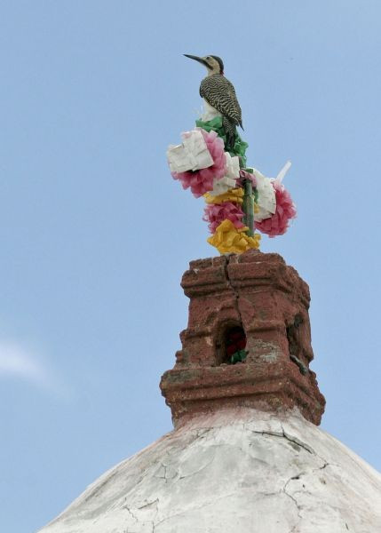 ...Andean Flicker, here perched on a local church,...