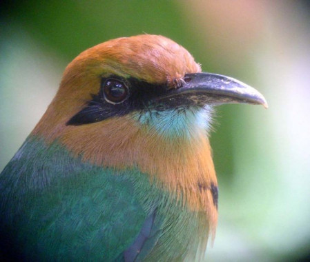 ...and Broad-billed Motmot is just one of the many species we&rsquo;ll likely see.