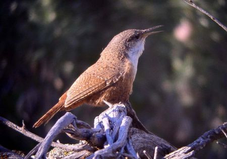 ...where the evocative song of the Canyon Wren can be heard.