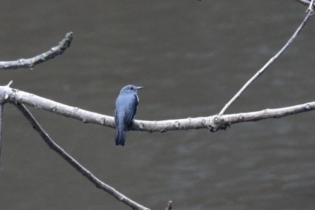 Cassin's Flycatcher hunts over the river by the camp,