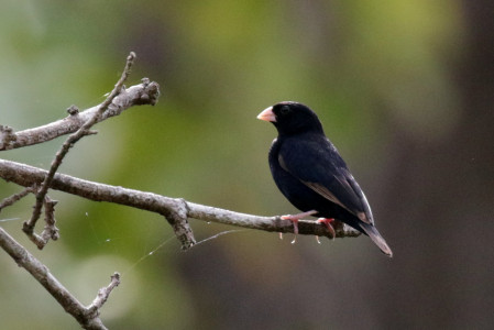 Less gaudy but with a fascinating life-history, Wilson's Indigobird is fairly common here,