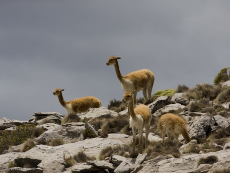 ...and the elegant Vicu&ntilde;a, a common sight grazing on bogs.