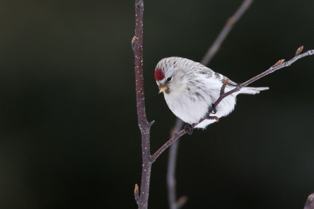 ...a Hoary Redpoll among its commoner cousins...