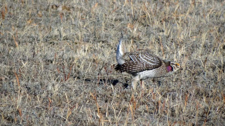 Another bus overlooks the lek of Sharp-tailed Grouse, which whirl and spin like feathered windup toys...
