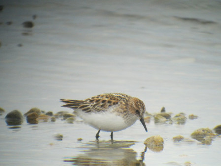 ...and if we're very lucky a vagrant such as Little Stint...