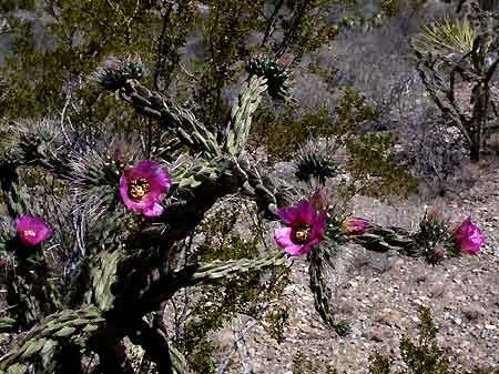 The desert has other attractions too, seasonal flowers will be at their peak and many cacti will be blooming.