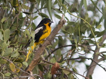 ...and the poorly known and rather local Abeille&rsquo;s (or Black-backed) Oriole.