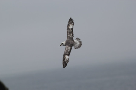 ...and the Northern Fulmars will still be soaring.