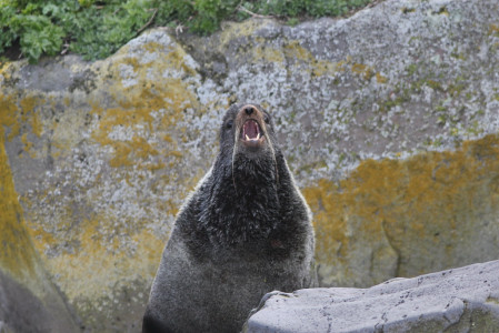 ...the world's largest colonies of Northern Fur Seals.