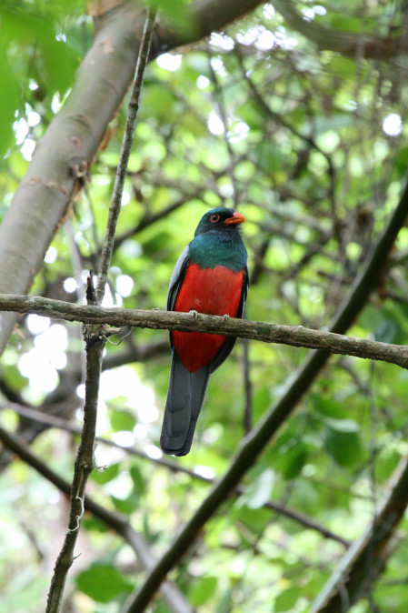 ...where over 400 species of birds have been recorded, from Slaty-tailed Trogon...