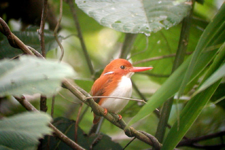 The red of the diminutive Madagascar Pygmy Kingfisher is an unusual color for the group. The species inhabits dense forest, with no close association to water.