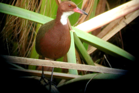 Apart from the herons, the rookery is home to many other of Madagascar&rsquo;s local endemics, such as the secretive White-throated Rail&hellip;