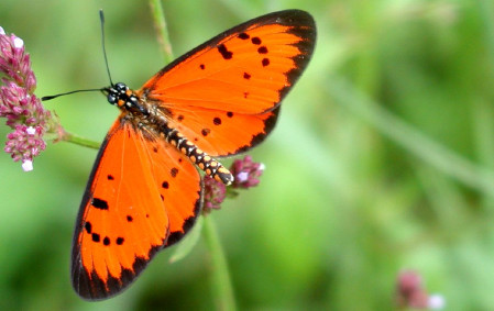 ...and among the butterflies in the weedy edges around the lake is the brightly hued Acraea zitja.