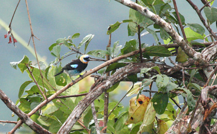 ...to the stunning Golden-hooded Tanager...