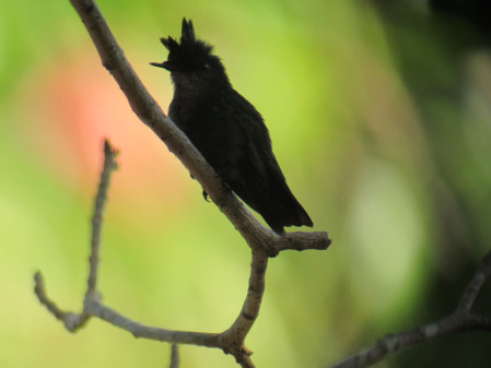 ...and the diminutive Antillean Crested Hummingbird.