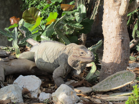 ...and we always have the chance of encountering the impressive Rhinoceros Iguana.