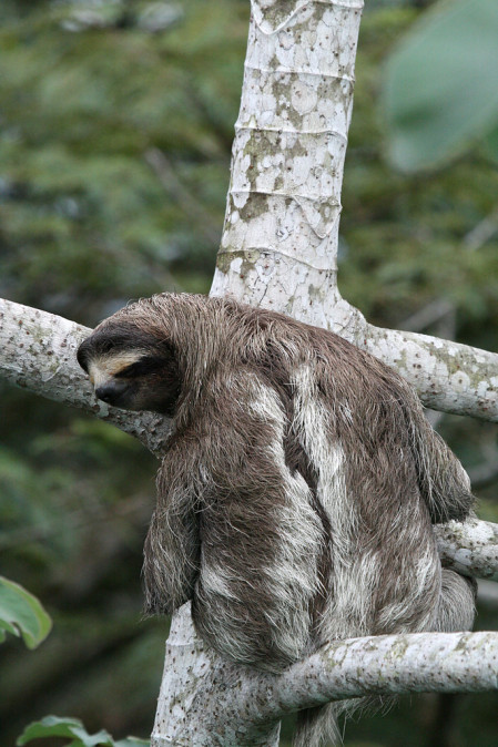 &hellip;providing views of treetop animals such as this Brown-throated Three-toed Sloth&hellip;