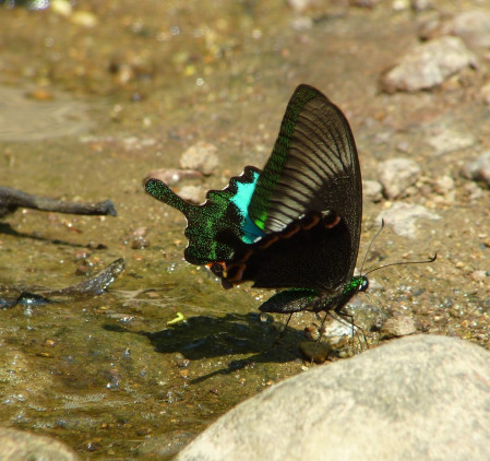 Butterflies at Khao Yai are simply spectacular, particularly on the wet mud along streams.  This one is a Paris Peacock