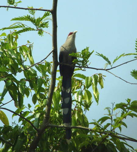 Green-billed Malkoha is the largest of the malkohas and is regularly encountered at Khao Yai