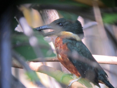 ...or Green-and-Rufous Kingfisher...