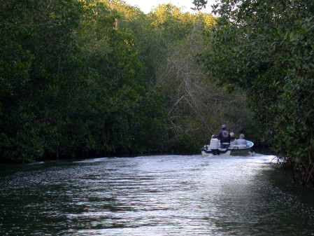 We'll cruise the mangroves looking for... (cw)