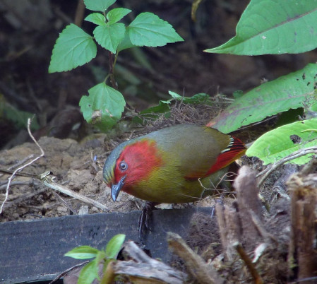Also on Doi Lang was a Red-faced Liocichla, a scarce resident of extreme northern Thailand, and one of the more spectacular babbler species.