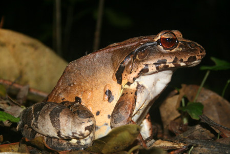 &hellip;and maybe even a huge amphibian, like this one pound behemoth, the Smoky Jungle-Frog. (gb)