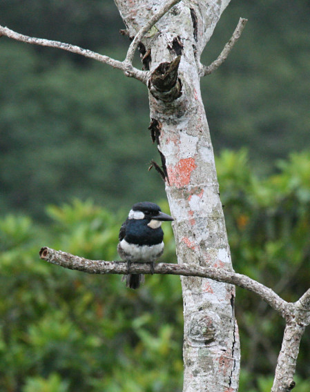 &hellip;the stately Black-breasted Puffbird&hellip;
