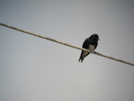 ...and Caribbean Martin can be quite common