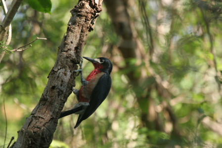 ...providing habitat for the 17 endemic birds including the gaudy Puerto Rican Woodpecker...