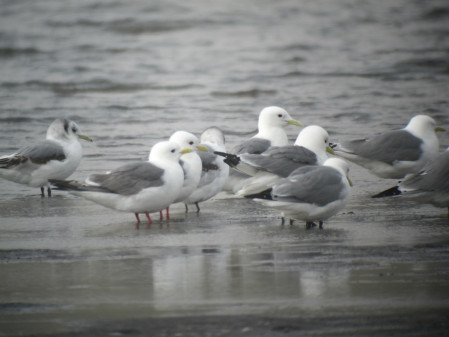 We'll have ample opportunity to study both species of Kittiwakes...