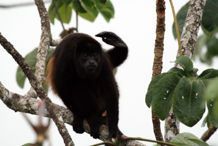 Mantled Howler Monkeys may follow us along the trail&hellip;